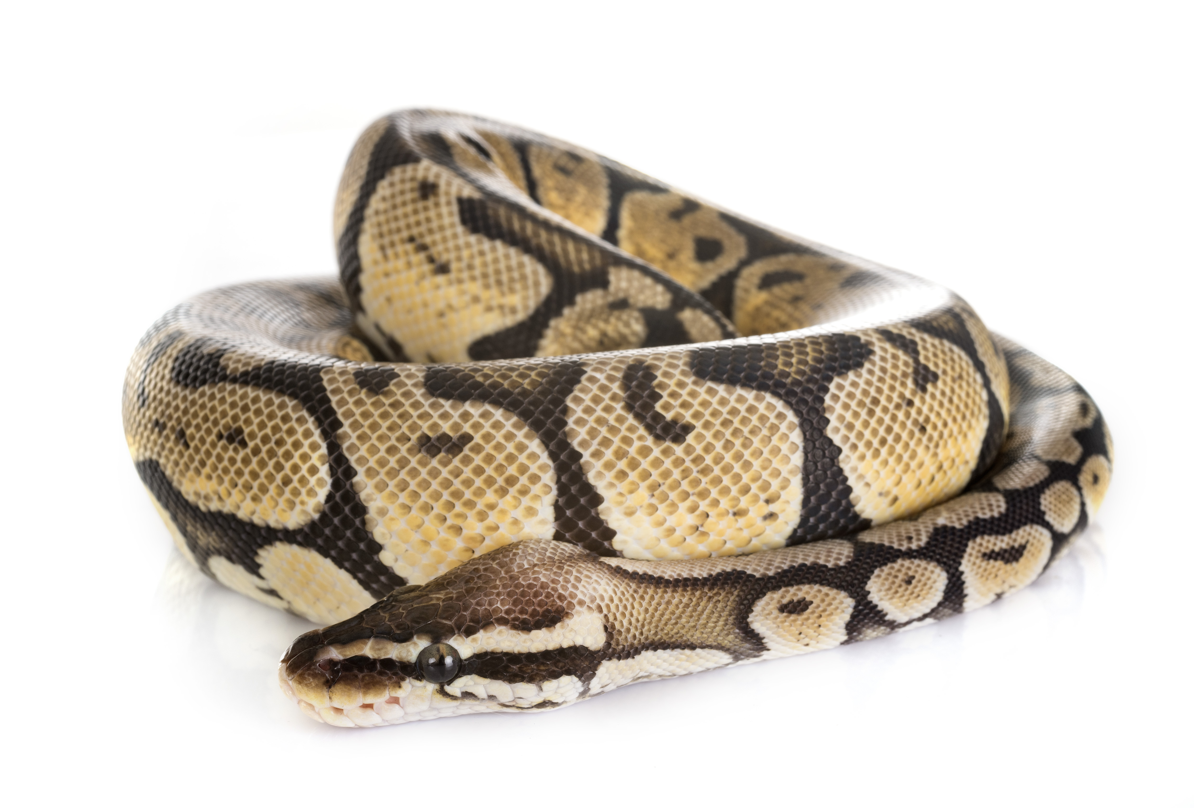 Ball Python Not Eating? Why Feeding Strikes Are Normal and the 6 Real Causes