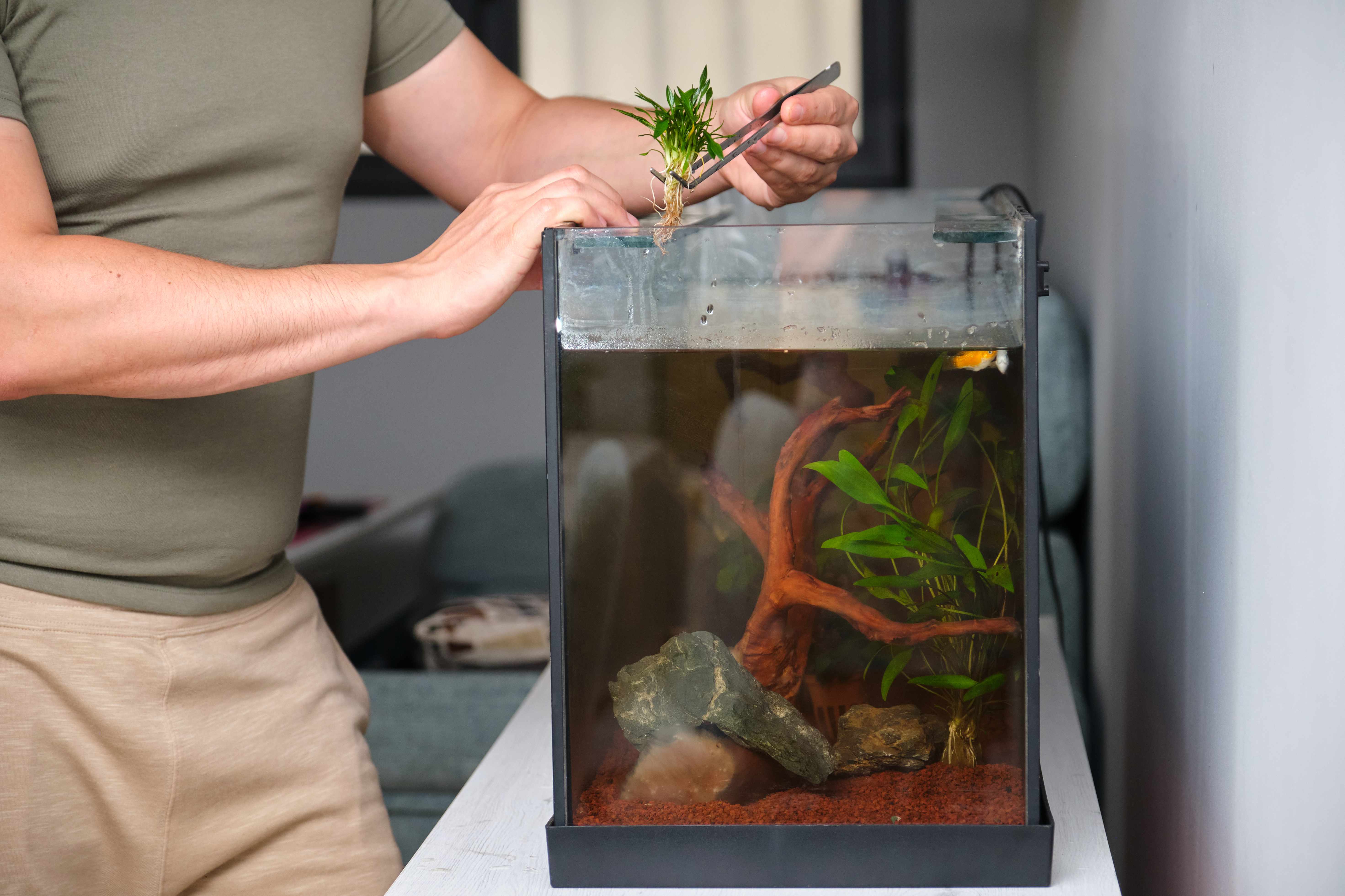 Best Fish for Small Tank? Nano Species That Actually Thrive in 5, 10, and 20 Gallons