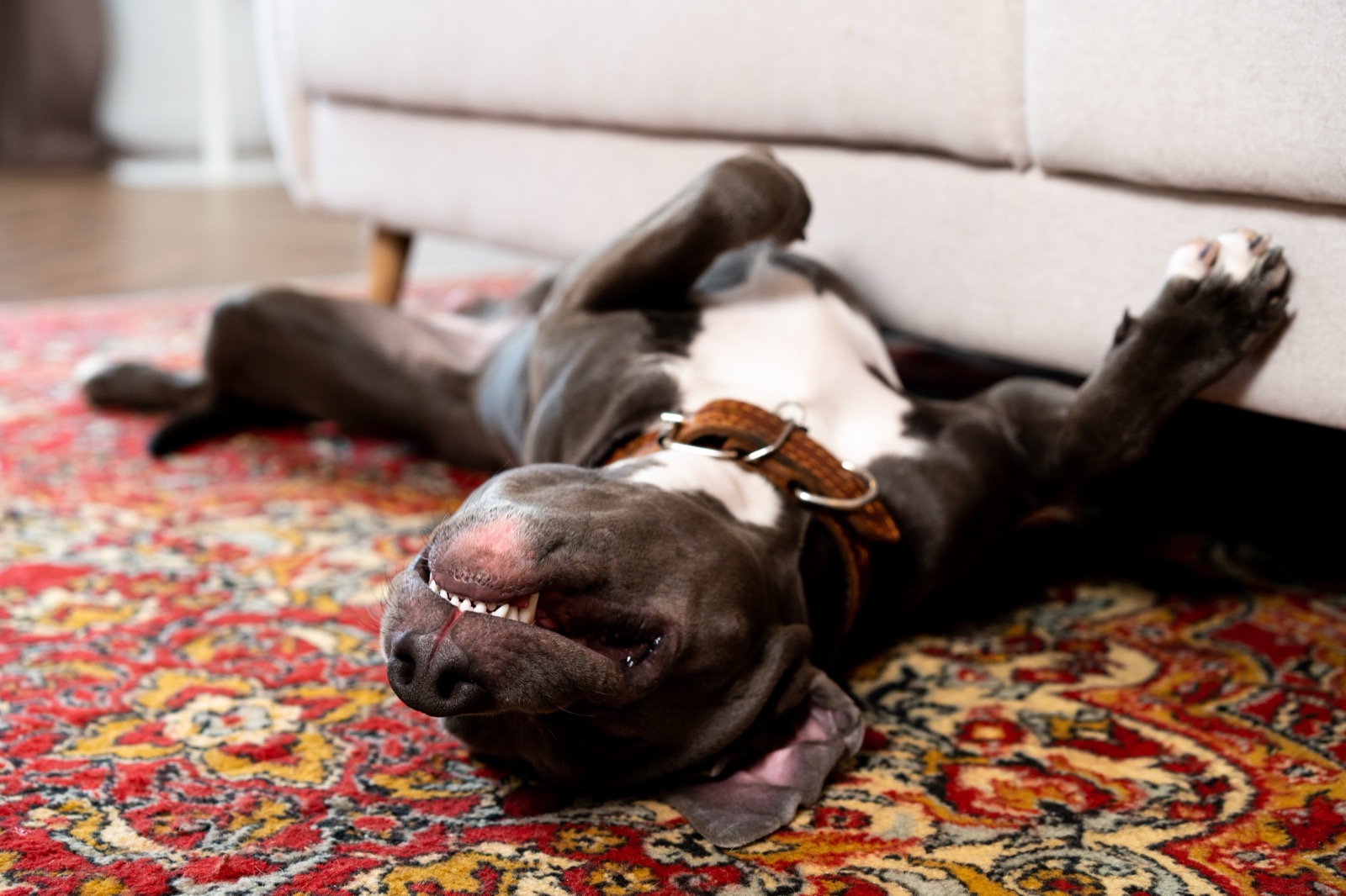 Best Indestructible Dog Toys for Aggressive Chewers (Tested Categories That Survive)