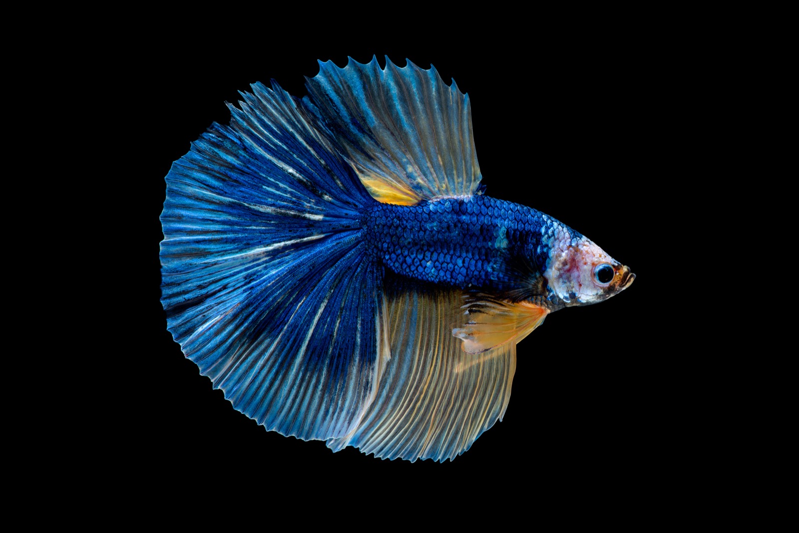 Betta Fish Not Eating? The 5 Real Causes and How to Get Picky Bettas Eating Again