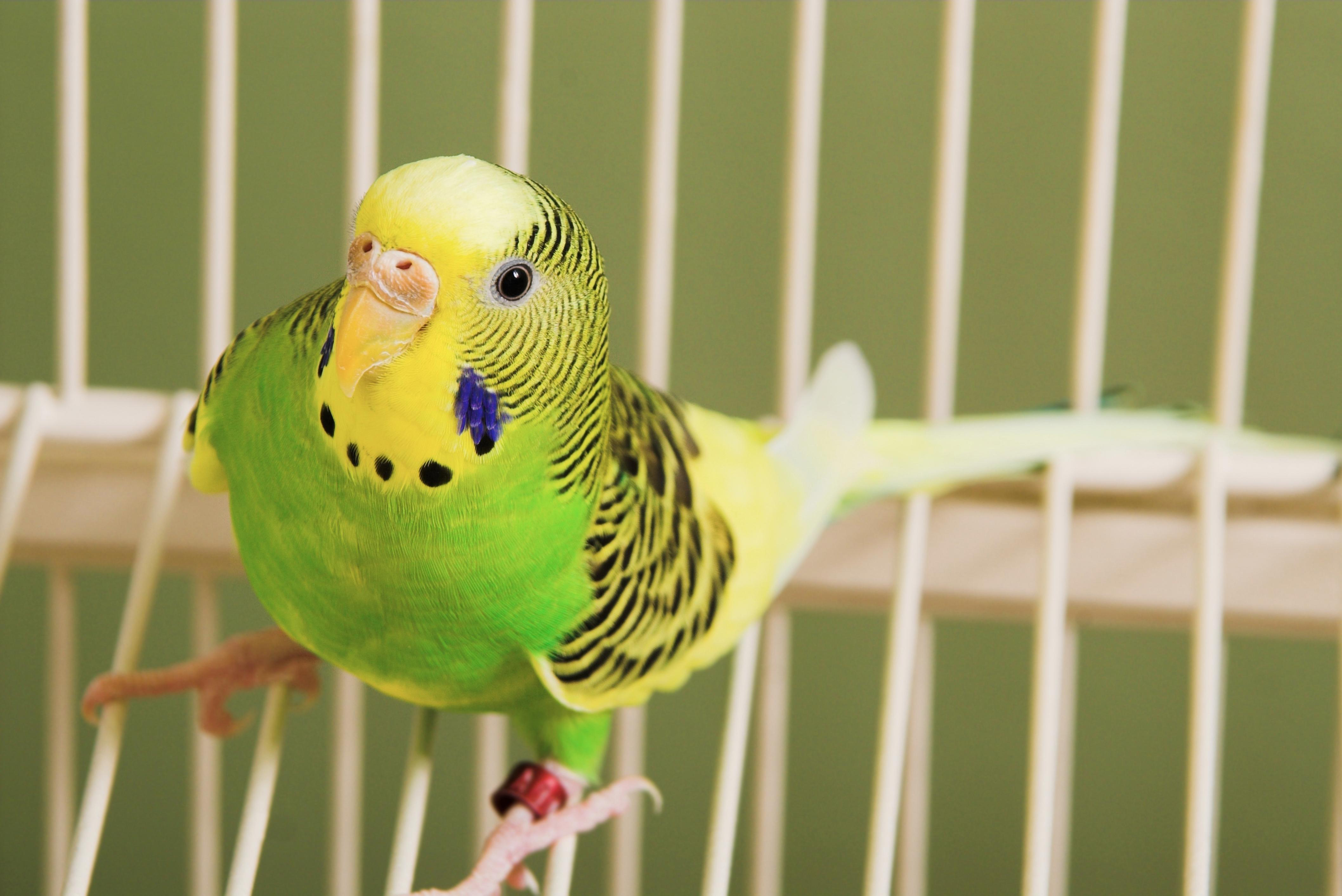 Budgie Plucking Feathers? The 5 Real Causes and How to Stop It Fast