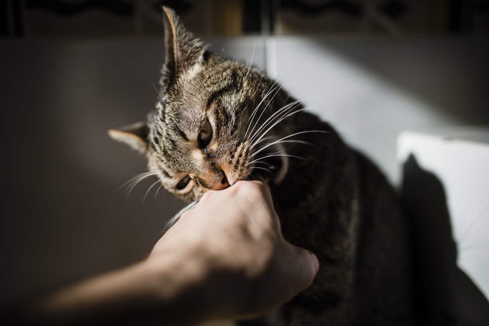Cat Bites Then Licks Me? What Love Bites Really Mean and How to Read the Warning Signs