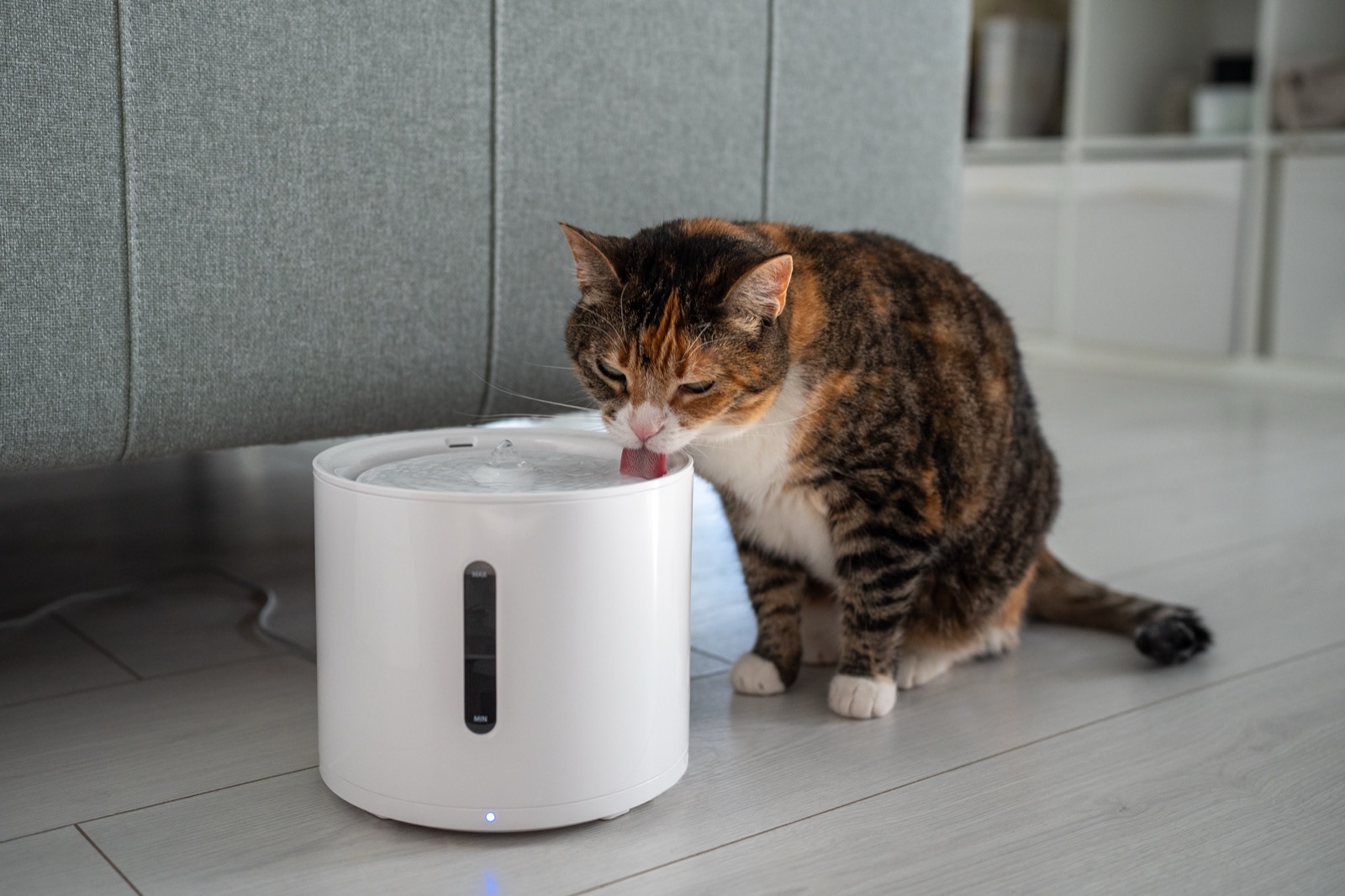 Cat Drinking a Lot of Water? When It Is Normal and When It Is a Medical Emergency