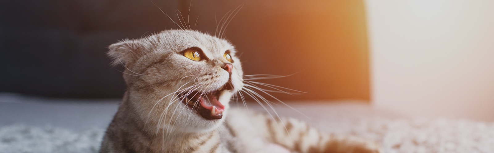 Cat Meowing at Night? Why It Happens and the 7-Day Sleep Fix That Actually Works