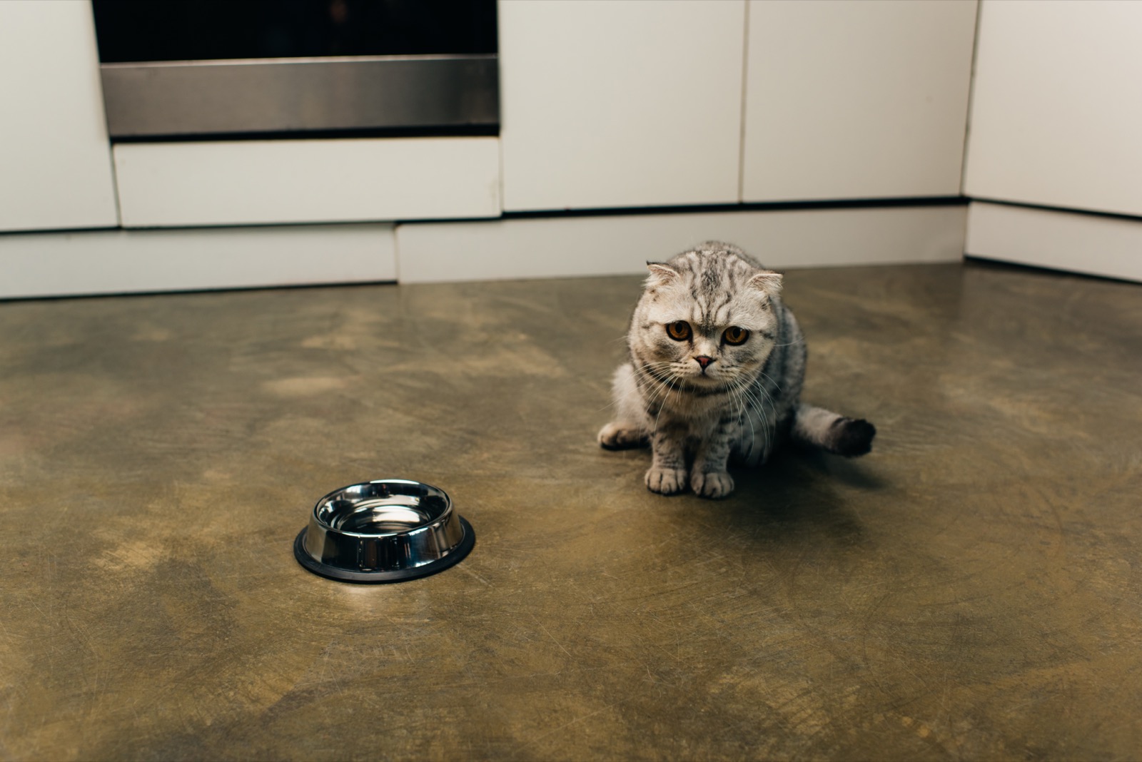 Cat Sneezing a Lot But Acting Normal? The 6 Causes and When to Worry