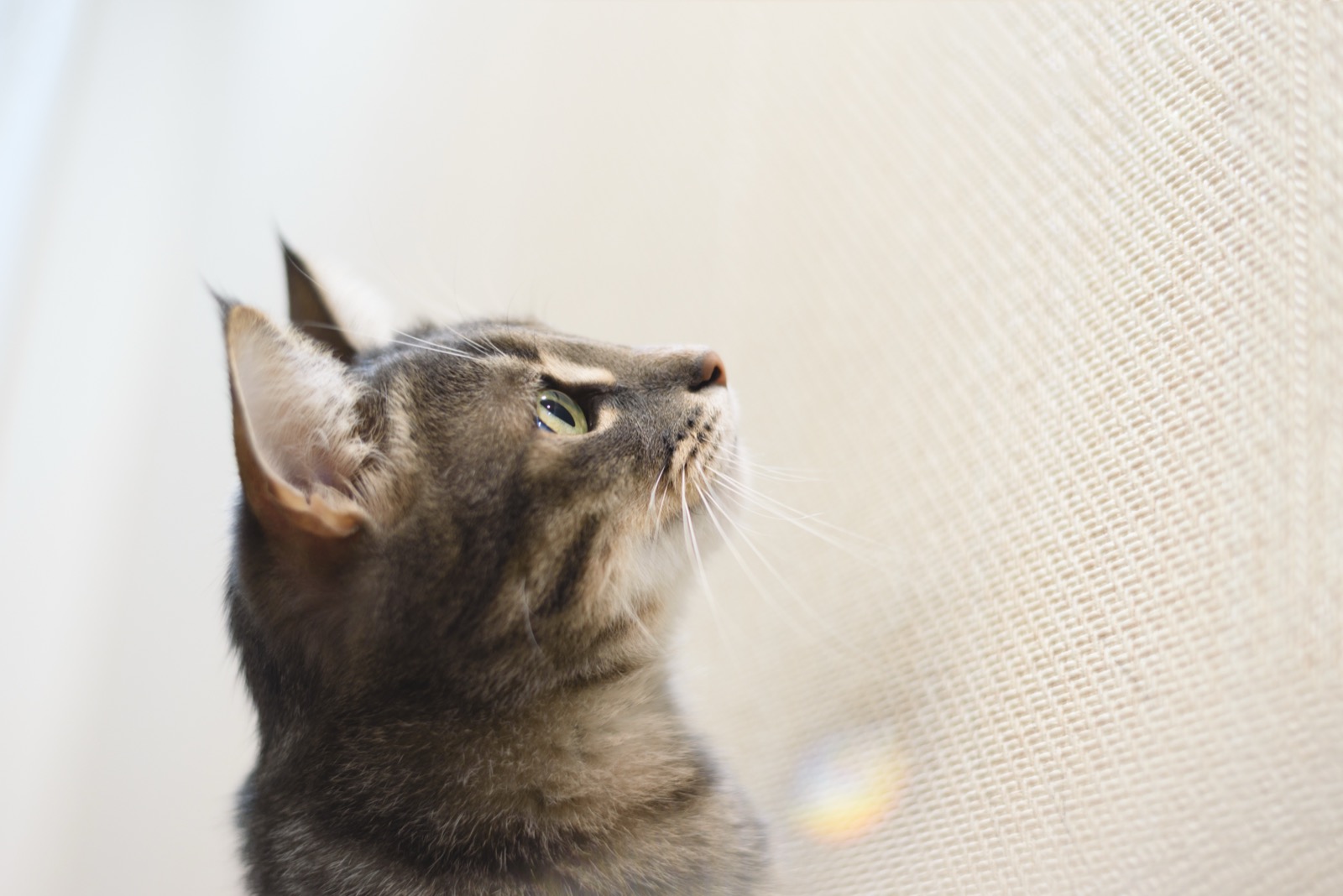 Cat Staring at Wall? The 4 Real Causes and When to Worry
