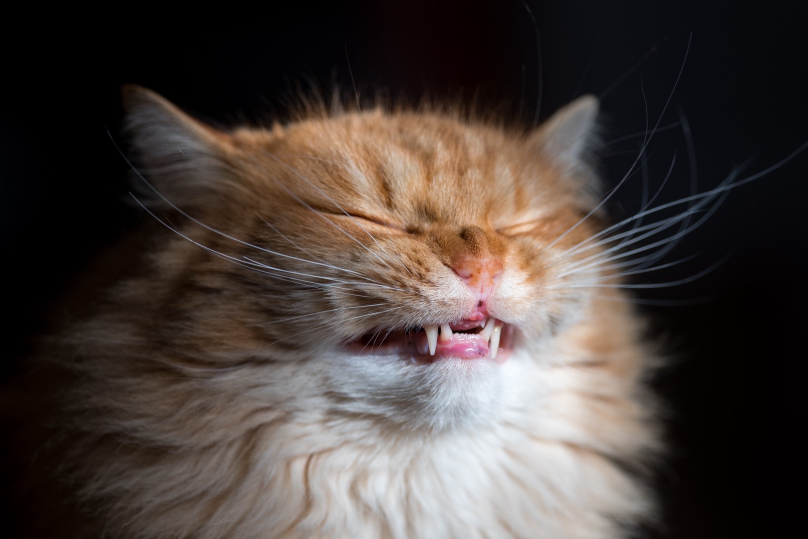 Cat Throwing Up After Eating? Regurgitation vs Vomiting and the 5-Step Fix