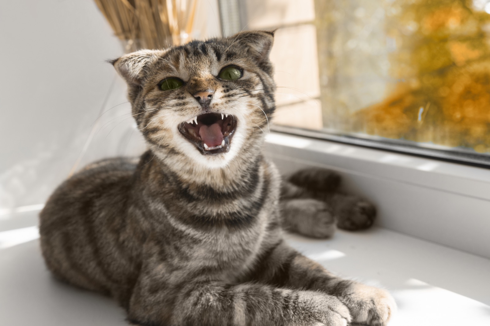 Cat Yowling at Night? Senior Cognitive Dysfunction, Thyroid, and the Sleep Fix
