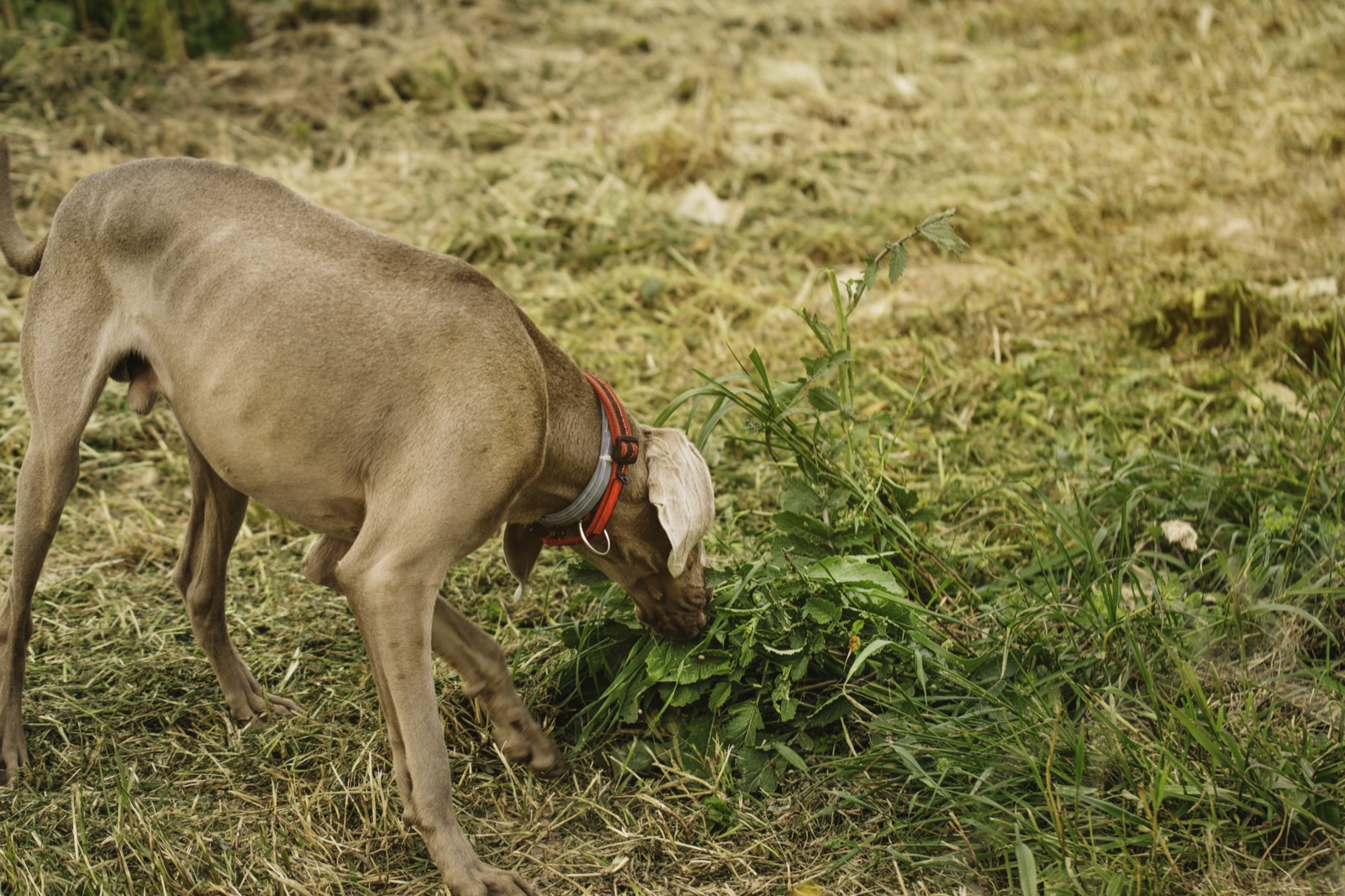 Dog Eating Poop? How to Stop Coprophagia in 7 Days
