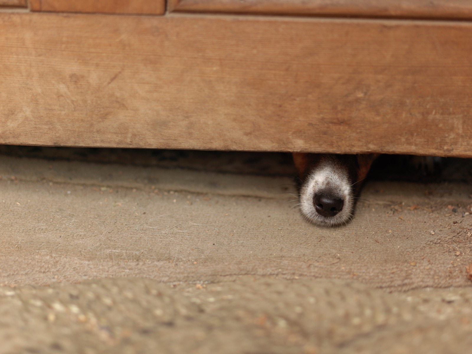 Dog Scared to Go Outside? The 5 Real Causes and Gradual Re-Exposure Fix