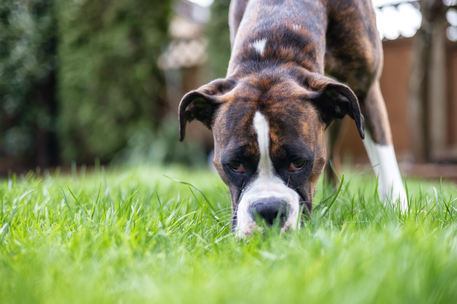 Dog Scooting on Floor? The 3 Causes and When to See a Vet