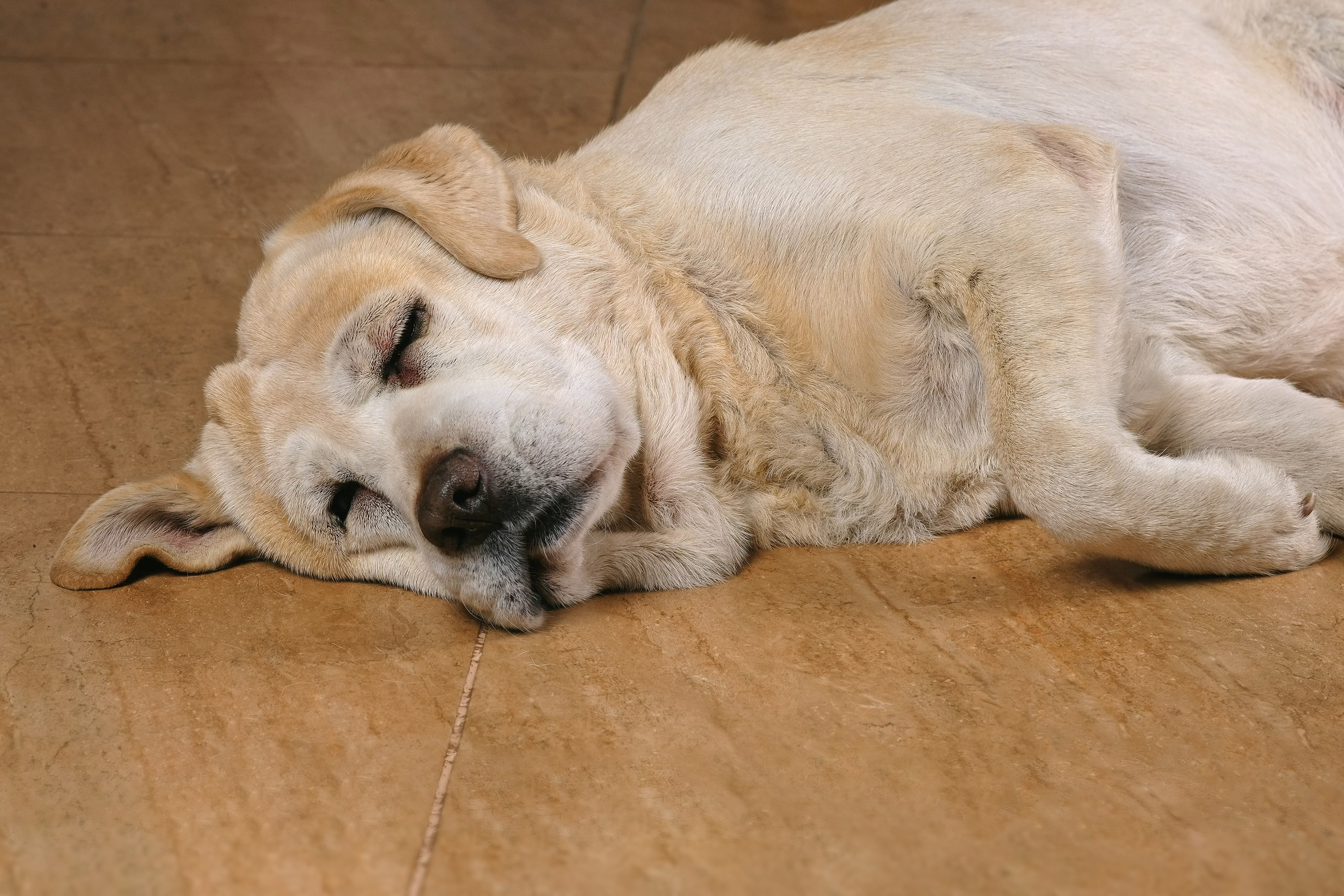 Dog Sleeping More Than Usual? 6 Causes Ranked and When to Call the Vet
