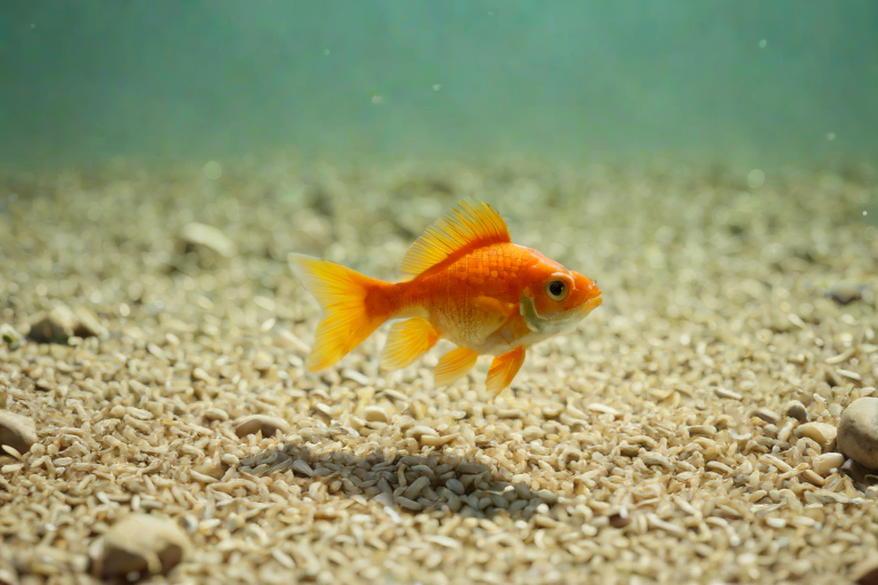 Goldfish Sitting at Bottom of Tank? The 5 Real Causes and How to Fix Them