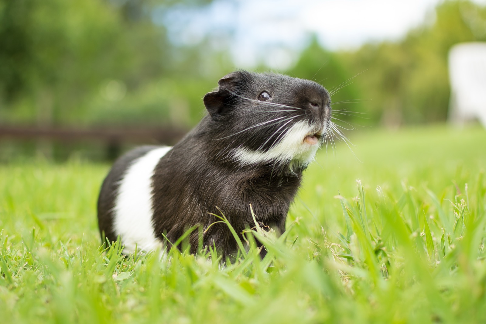 Guinea Pig Wheeking? What That Loud Squeal Means and When to Worry