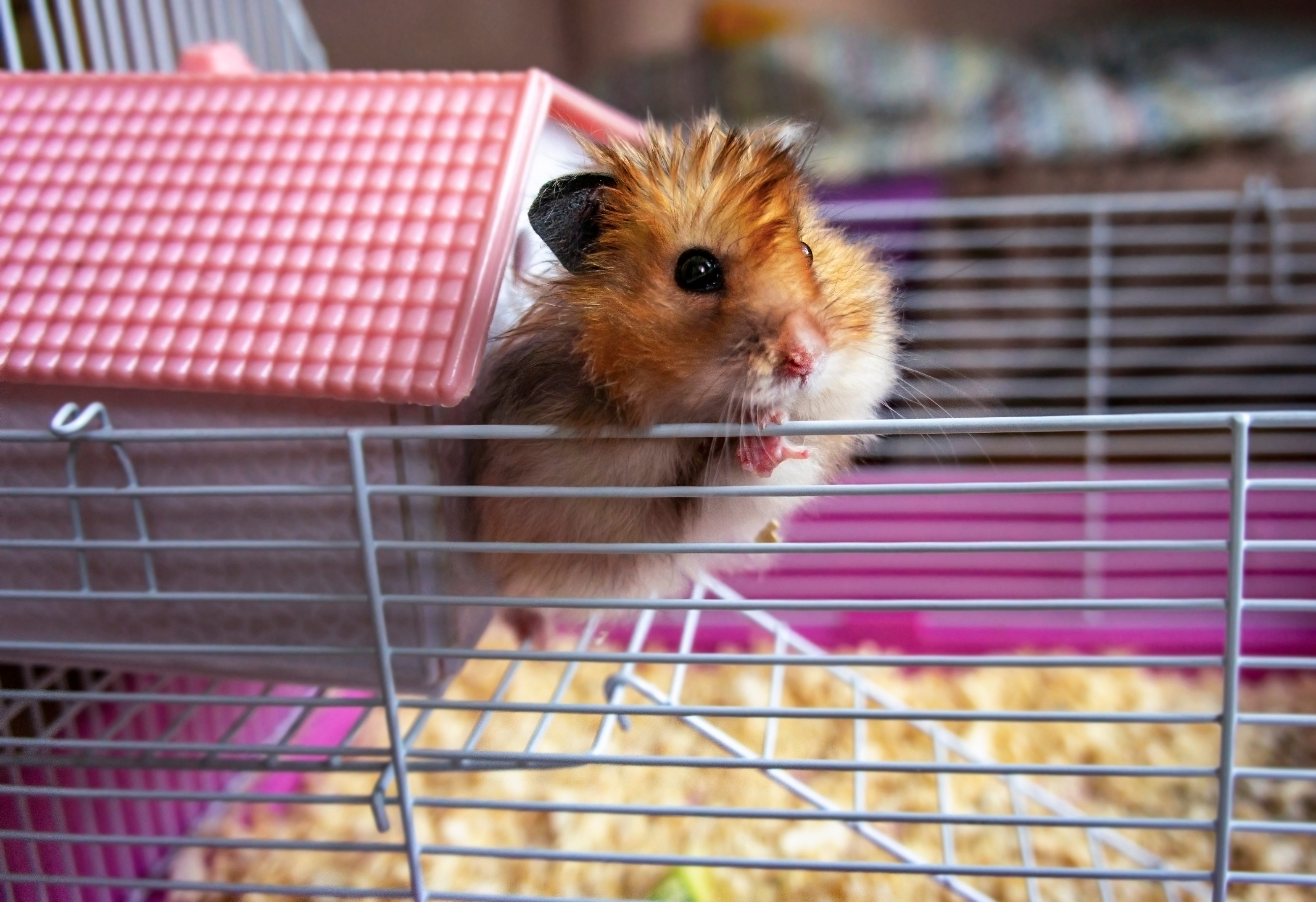 Hamster Biting Cage Bars? What It Means and the Cage Upgrade That Stops It
