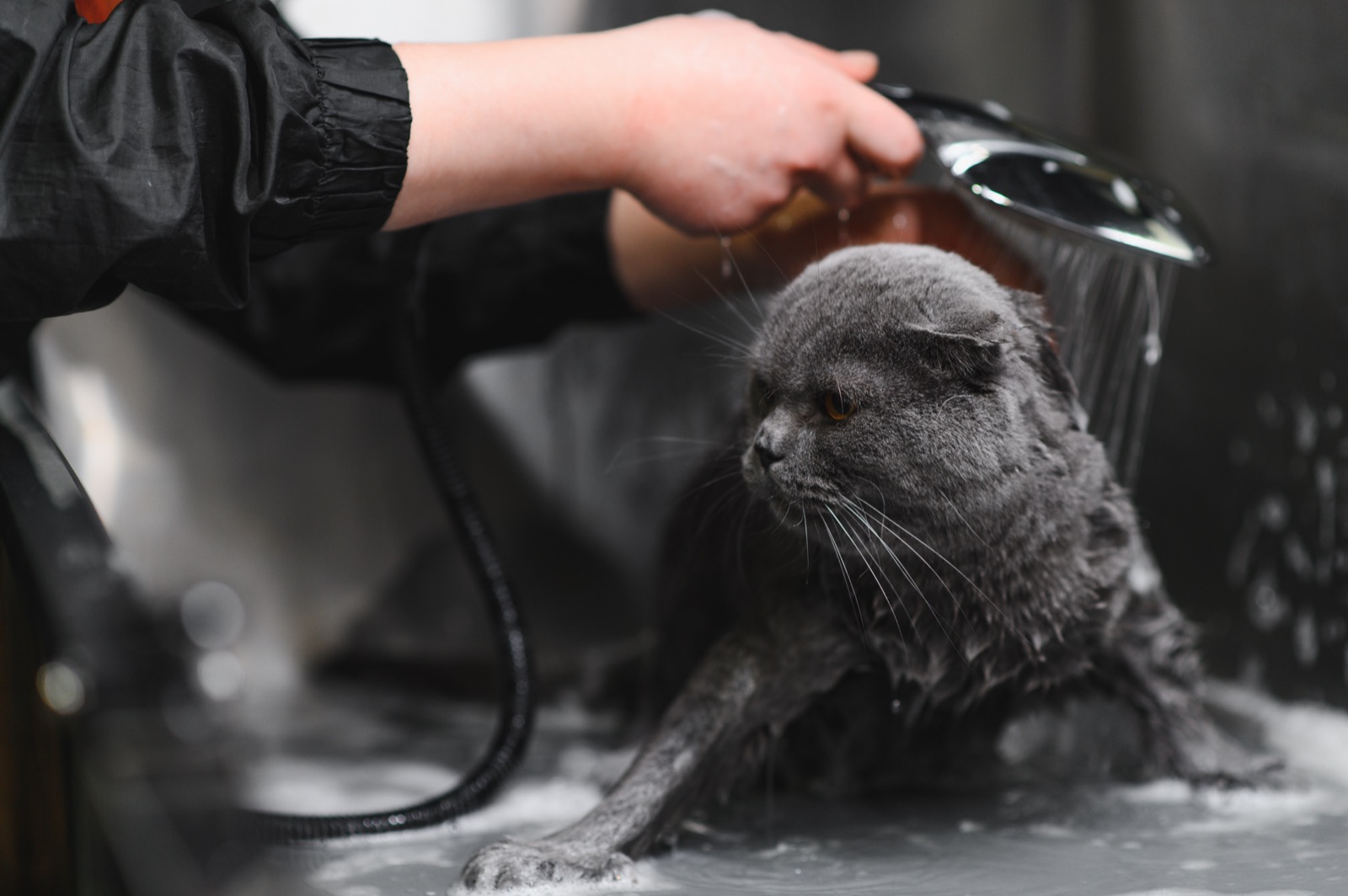 How to Make a Ferret Not Smell? The Real Protocol That Actually Works