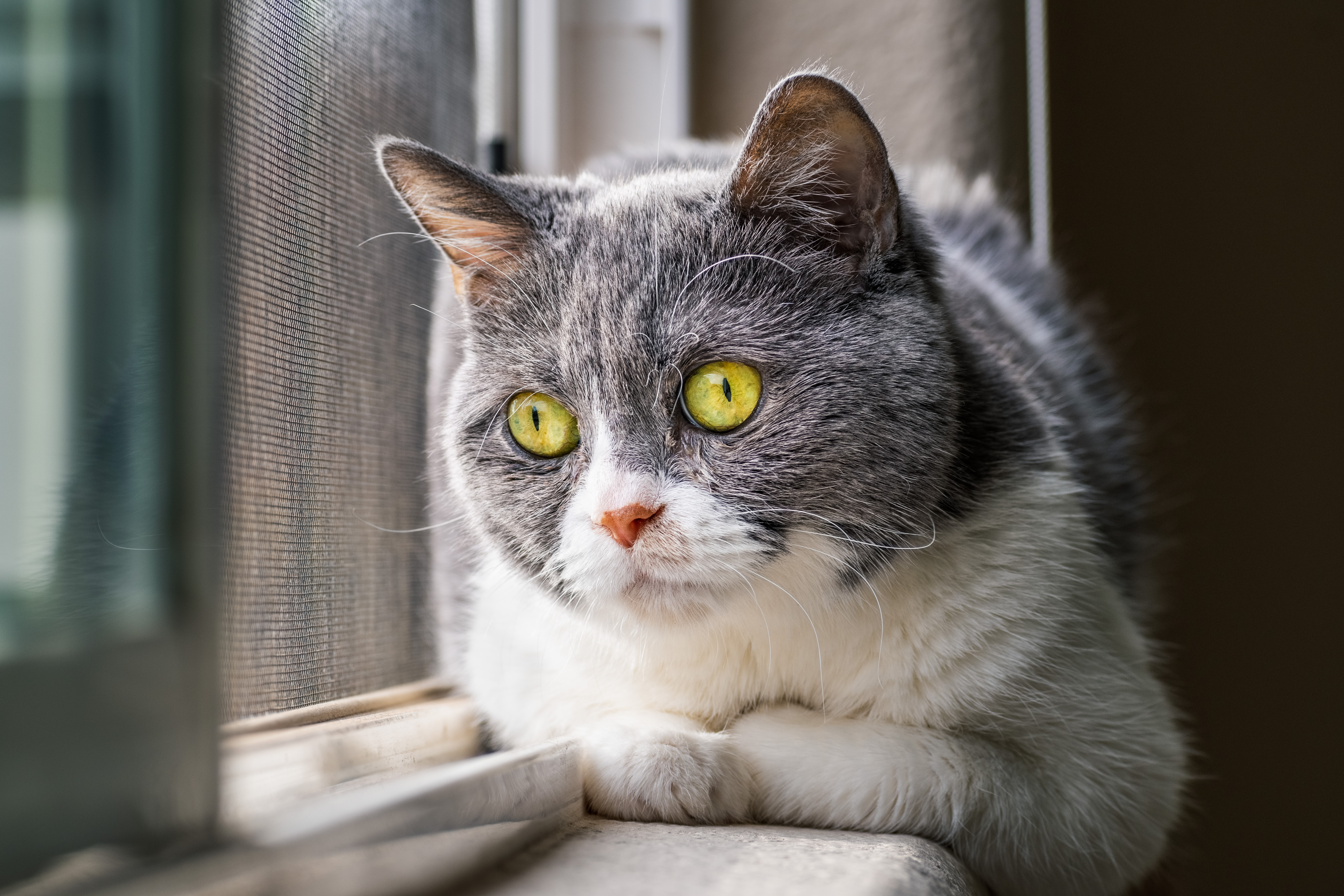 Indoor Cat Boredom? The Hidden Signs and the Enrichment Protocol That Fixes It