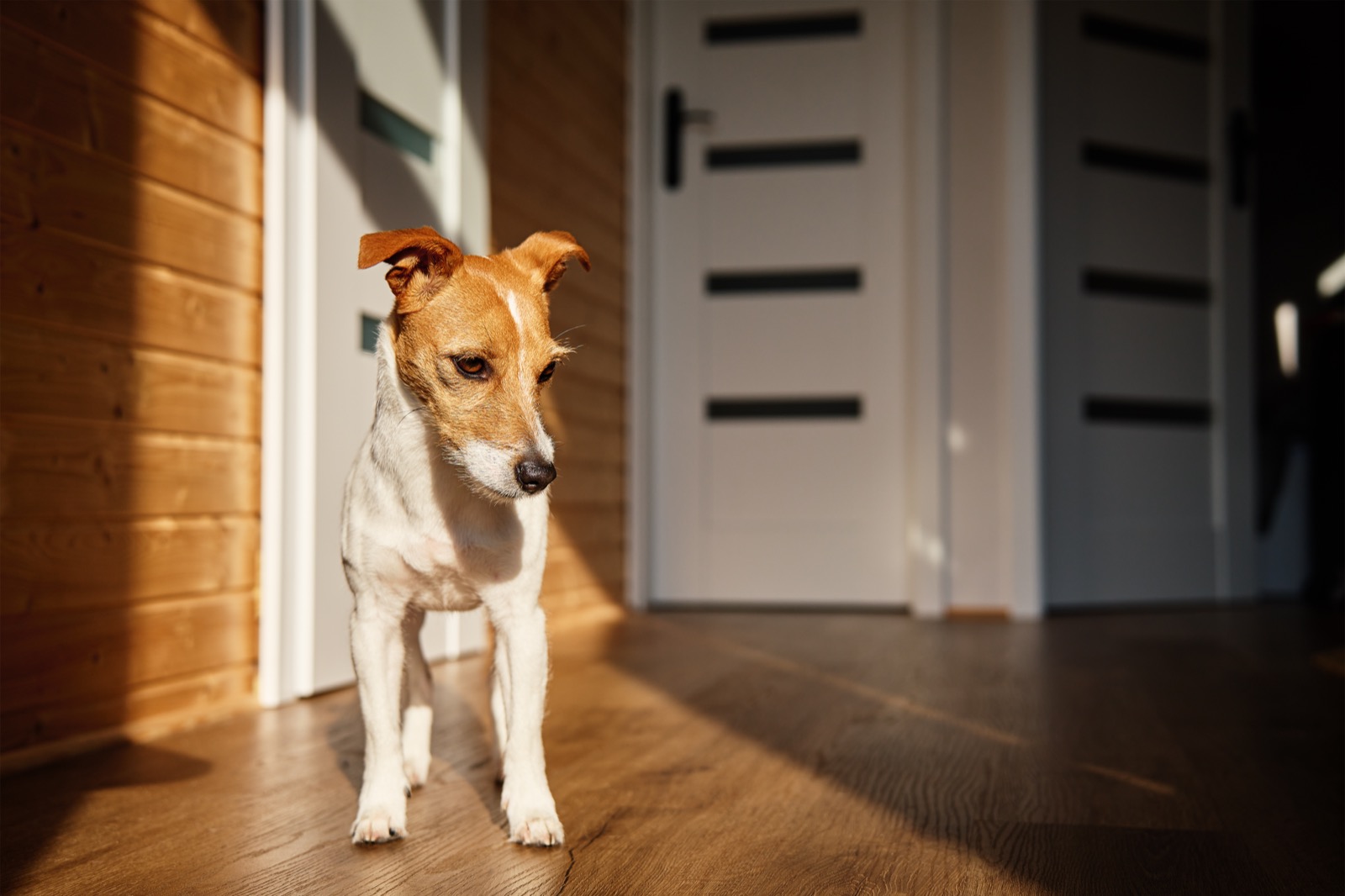 Old Dog Pacing at Night? What CCDS Looks Like and the Comfort Protocol That Helps