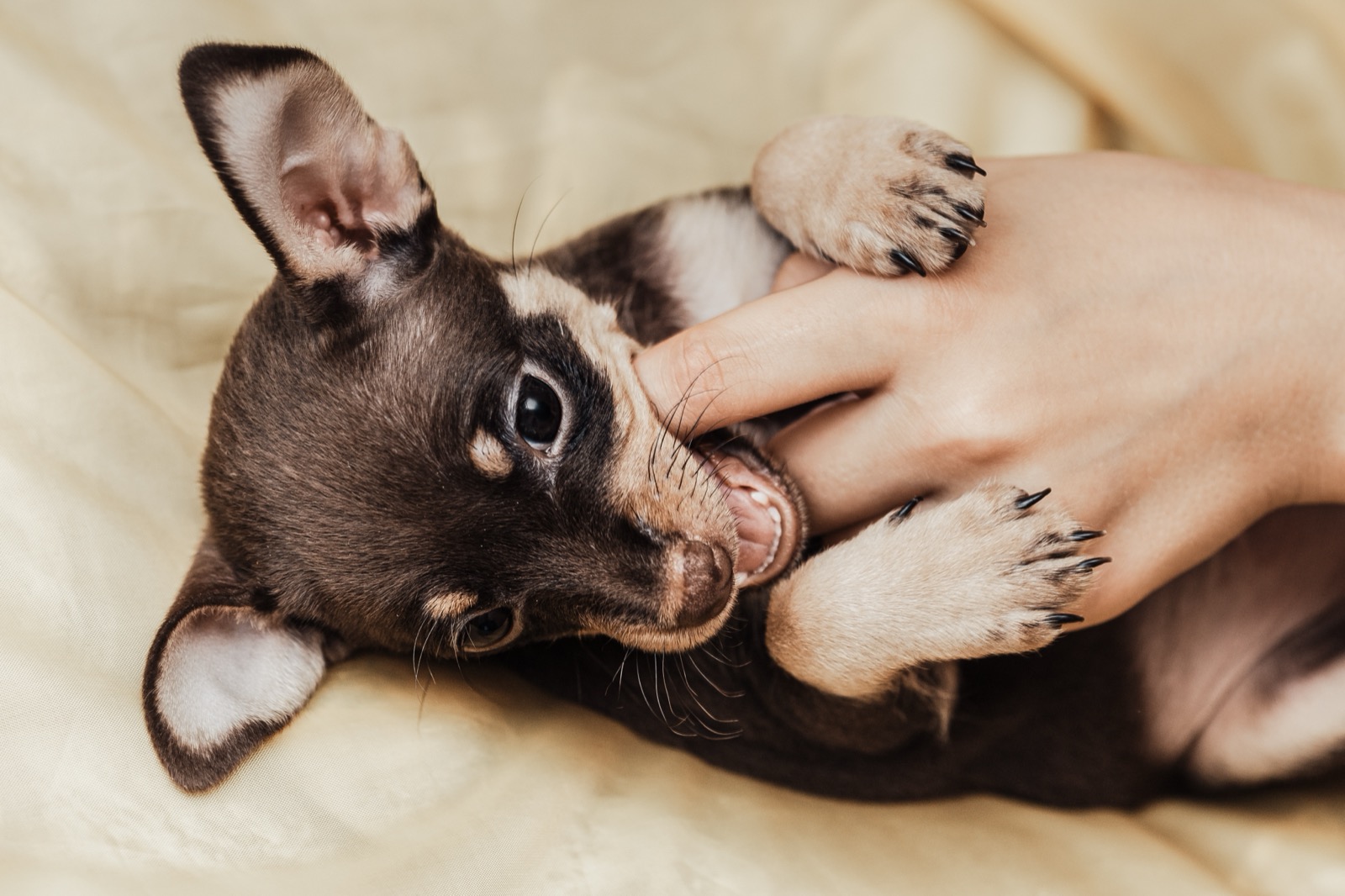 Puppy Biting Hands and Feet? The Land Shark Phase Fix in 14 Days