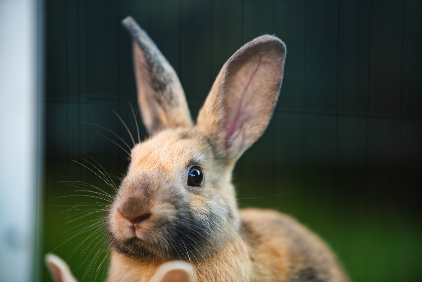 Rabbit Thumping? What That Loud Foot Stomp Means and How to Calm a Scared Bunny