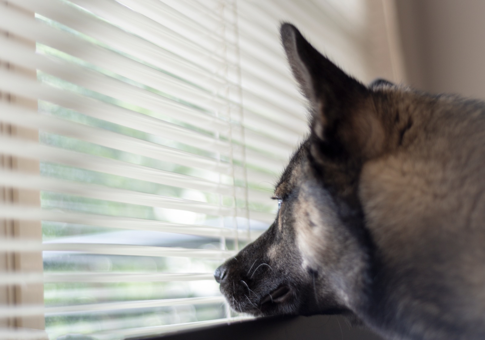Signs Your Pet Is Bored? The 6-Species Field Guide to Spotting Boredom Before It Becomes a Problem