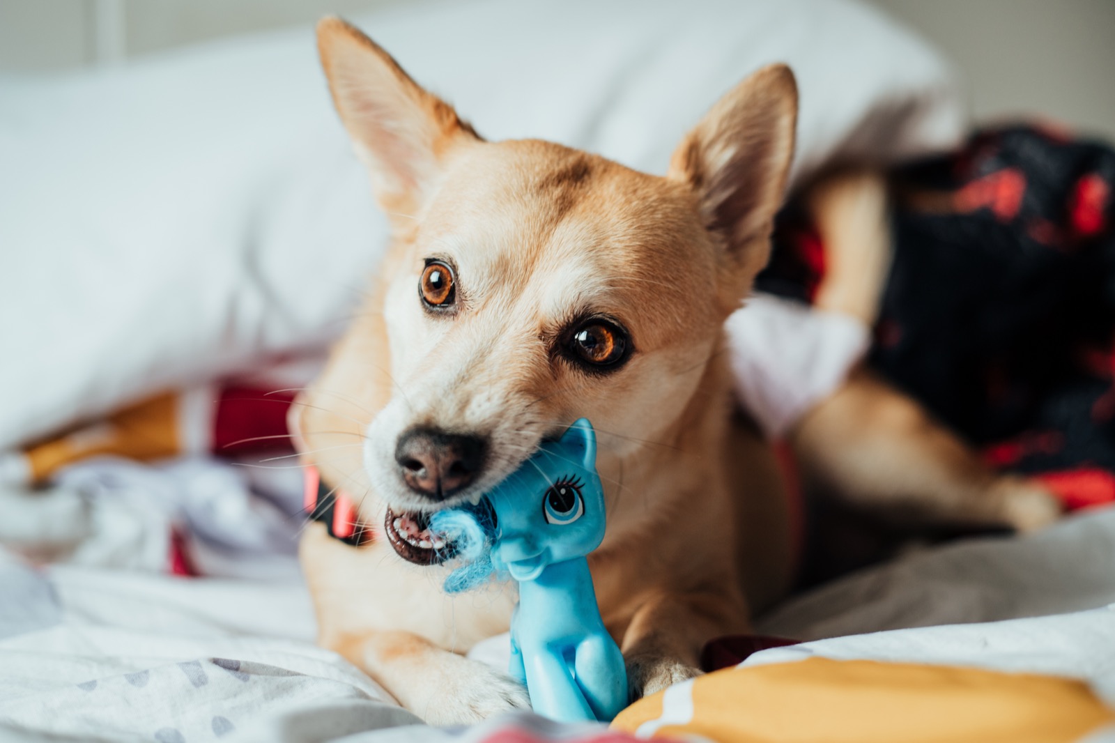 Why Does My Dog Follow Me Everywhere? Velcro Dog Behavior Explained and Fixed