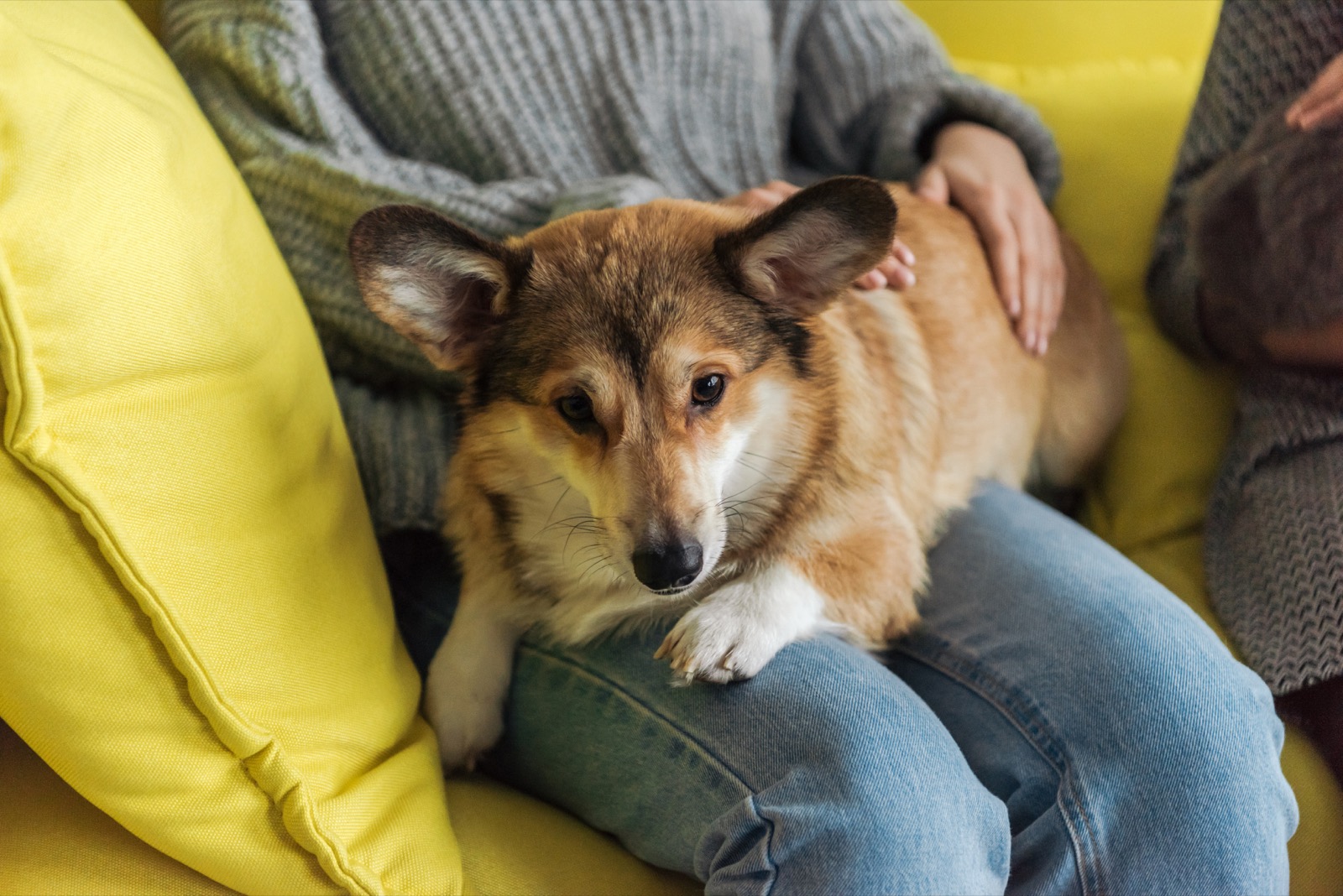 Why Does My Dog Sit on Me? 4 Real Reasons and What It Says About Your Bond
